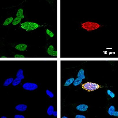 knockout_cells.png
